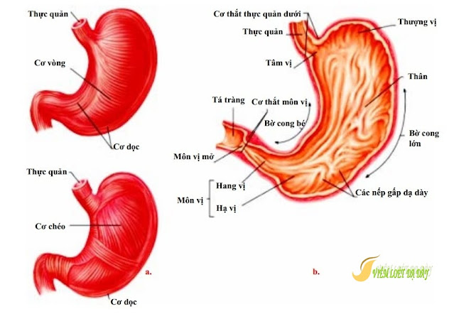 Cau tao va chuc nang cua da day Cấu tạo và chức năng của dạ dày