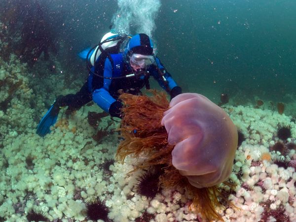 life of lions mane jellyfish life of sea lion s mane jellyfish size