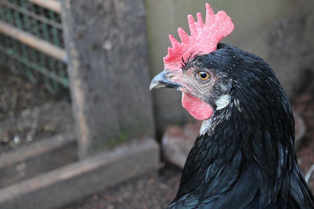 Beternak Ayam KUB, Auto Tajir! Fachrul Hidayat