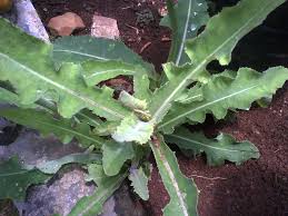 khasiat daun tempuyung sebagai obat peluruh batu ginjal