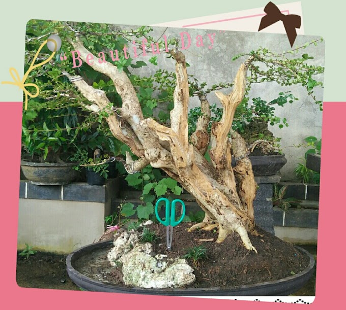TIPS MENGOLAH BAKALAN BONSAI GAYA MIRING/SHAKAN/SLANTING