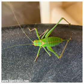 Other Creatures - Cricket - @BionicBasil® The Pet Parade