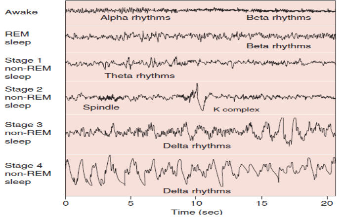 Rem сон. Non rem фазы сна что это. Rem сон. виды сна rem. Rem быстрый сон.