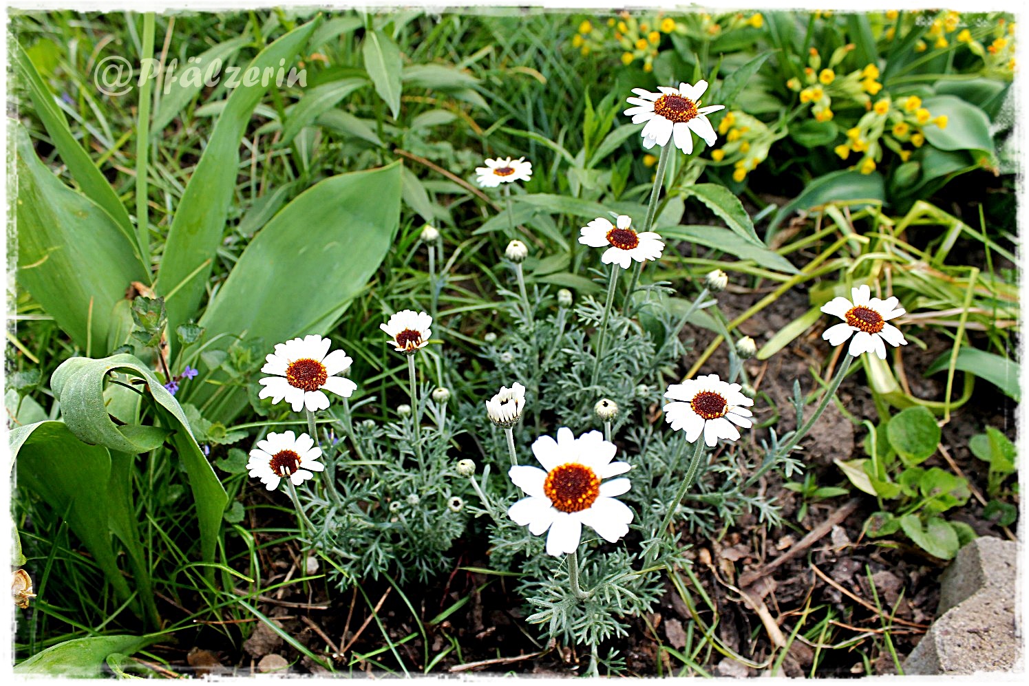 Freude am Garten Zuhause bin ich am liebsten Unscheinbare Blüten