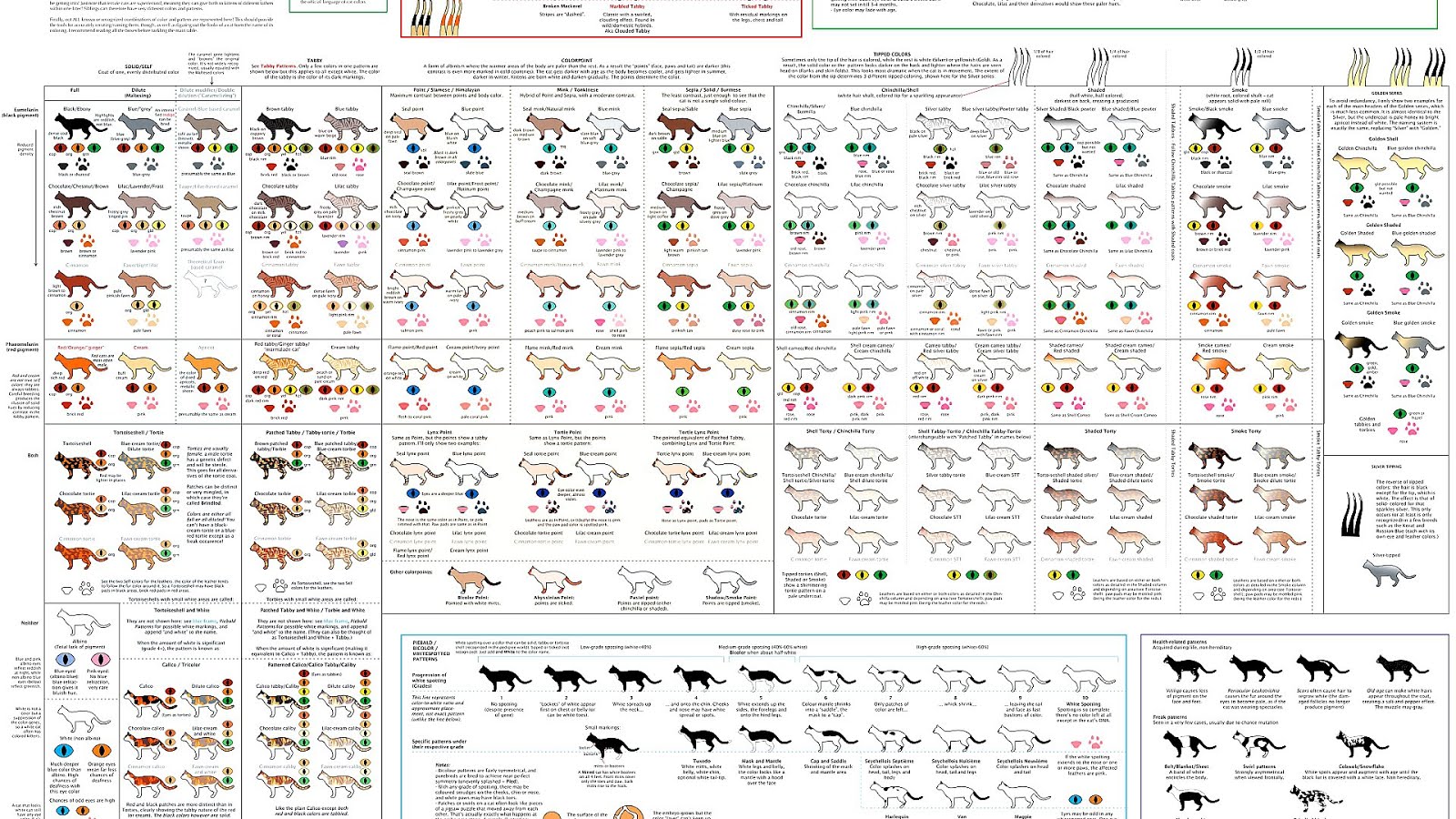 Warrior Cats Names List Cat Choices