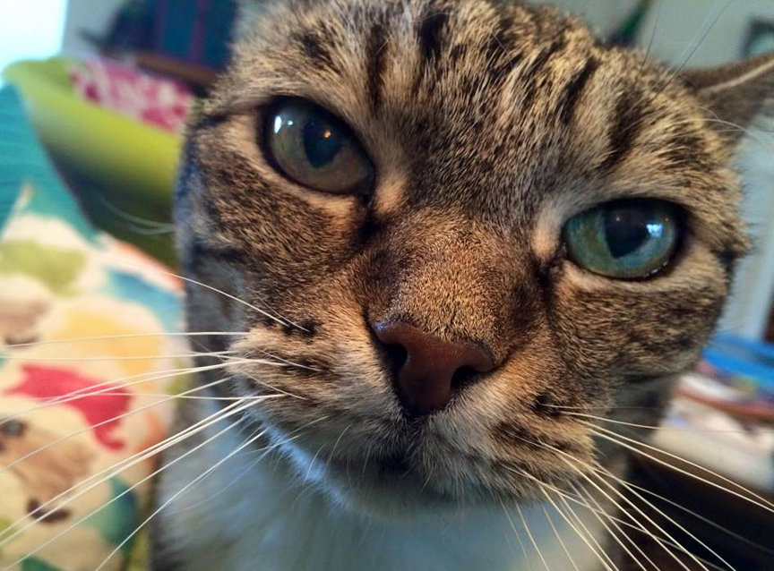 The Specials: Adopting An Aggressive Cat Adopting a cat with severe fear aggression