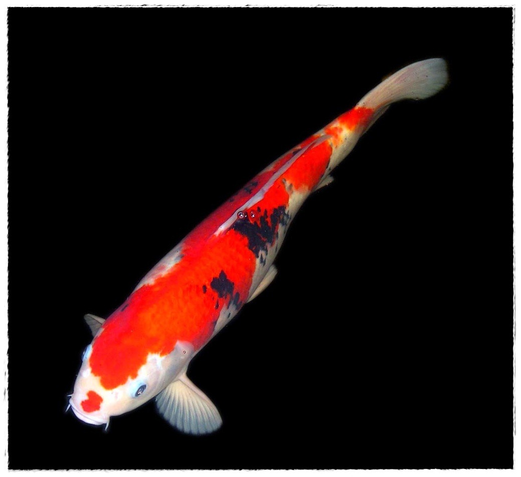 Gambar Ikan Koi