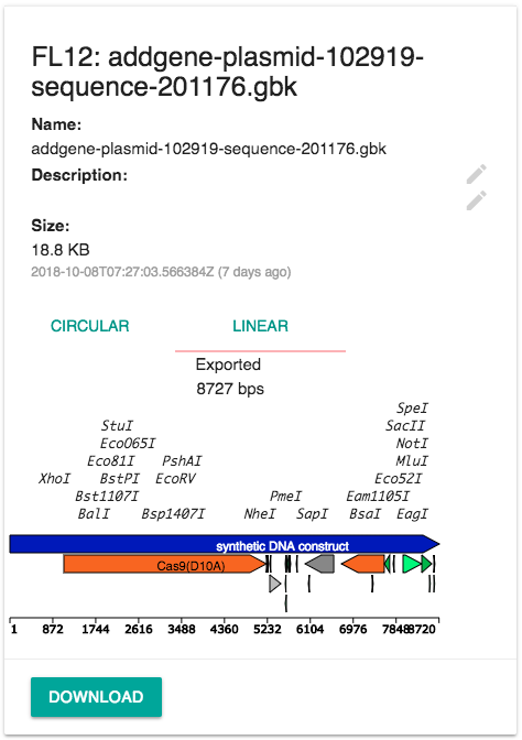 Genbank File Preview For a Plasmid Map (Linear)