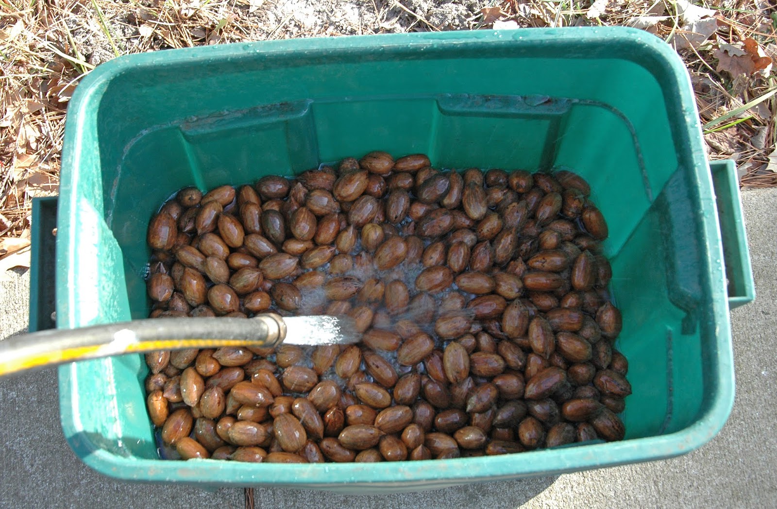 Northern Pecans Preparing pecan seeds for planting next Spring