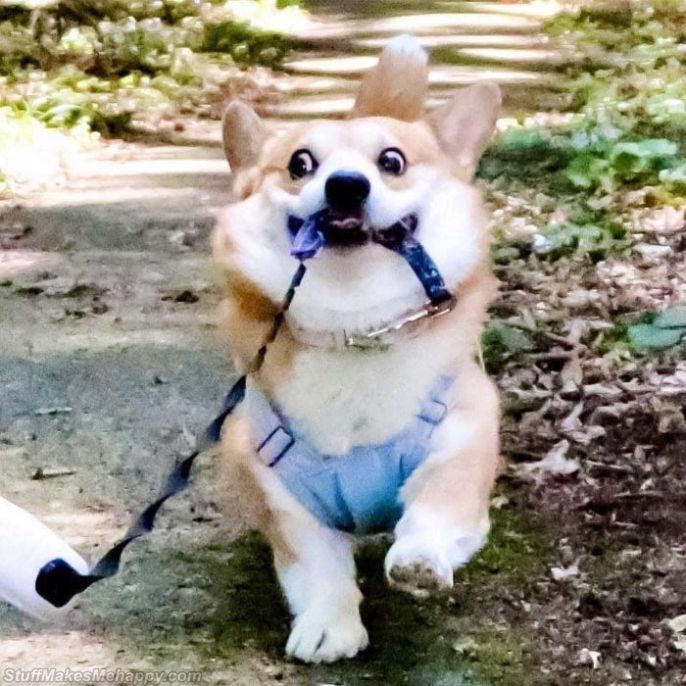 Meet Gen, A Cute Japanese Corgi Pictures With Funny Facial Expressions