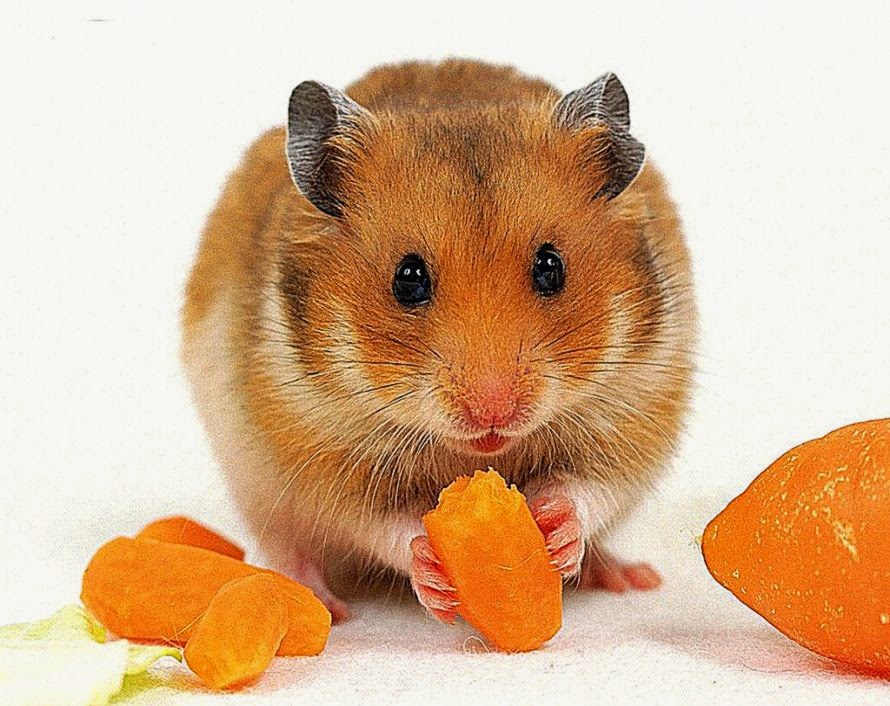 foto hamster lucu - gambar hewan - foto hamster lucu