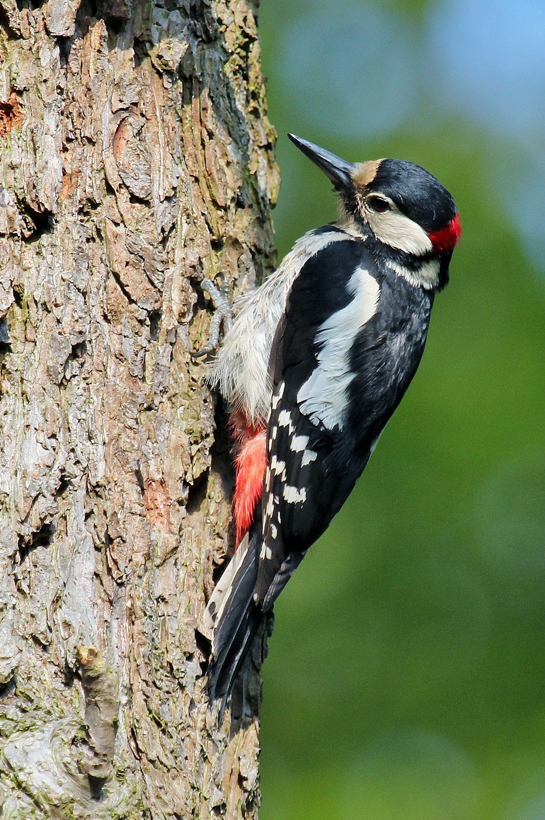 Wildlife and Landscapes Greater Spotted Woodpeckers