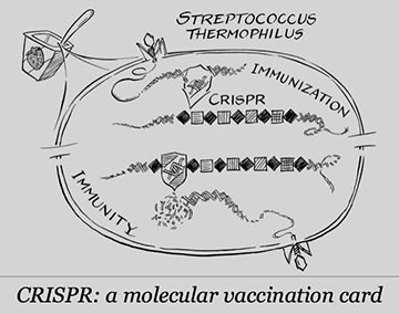 CRISPR, discovered in bacteria, protects immunization against virus invaders (Source: J. Doudna, "A Crack in Creation)
