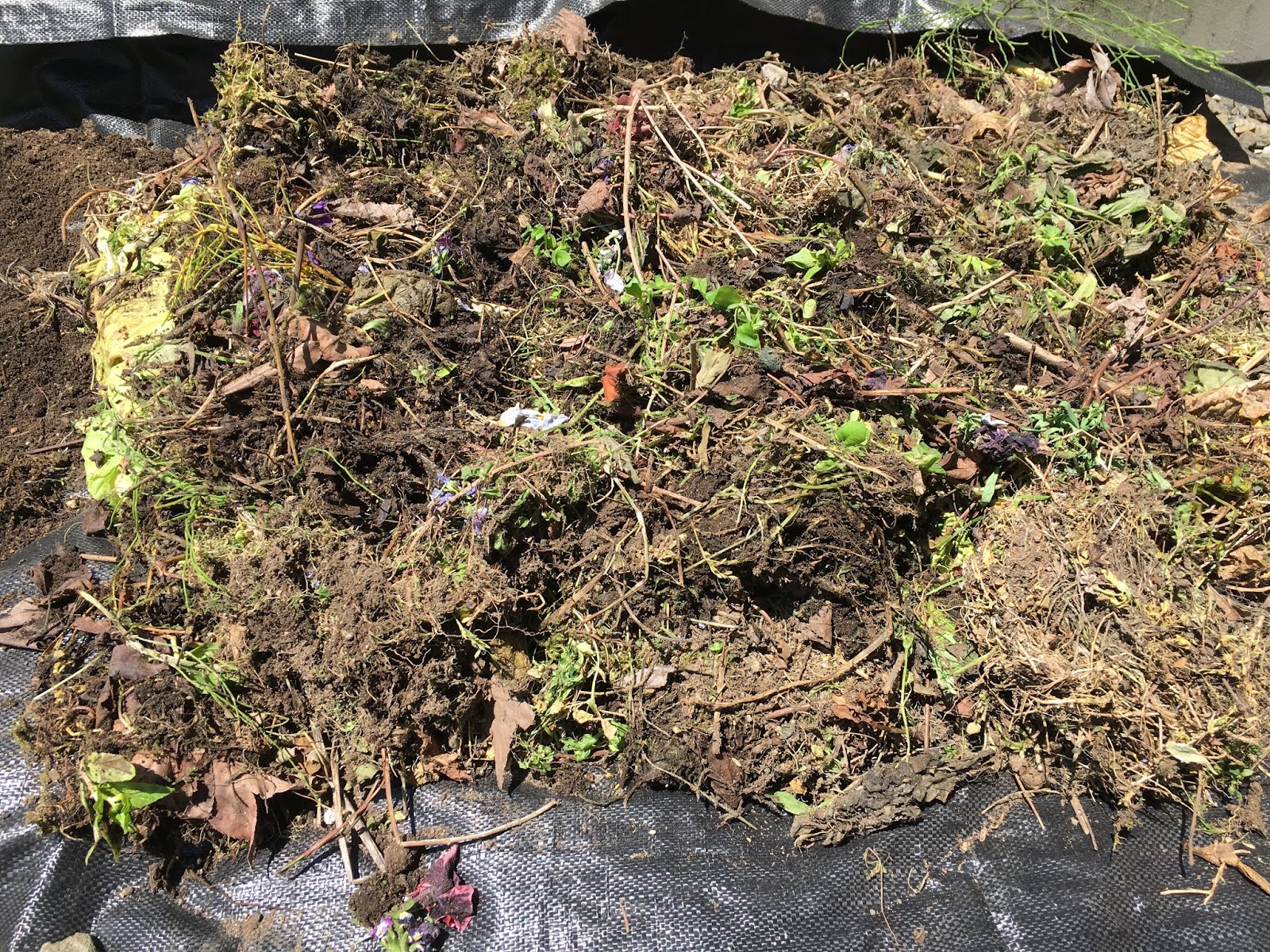 種蒔きとガーデニング 雑草堆肥 一ヶ月後