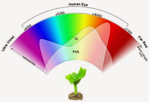 Cannabis Growers Worldwide: What are the best types of Hydroponic and ...