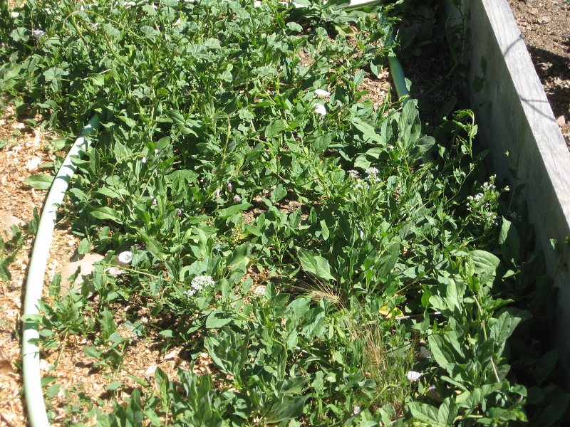 Yreka Community Gardens Weed, Water and Harvest
