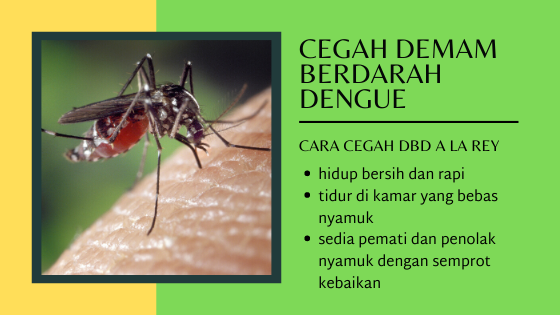 cara cegah dbd atau demam berdarah dengue