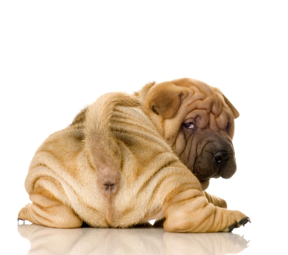 Cute Funny Animalz: Funny Shar Pei Dogs New Nice Images And Wallpapers 2013