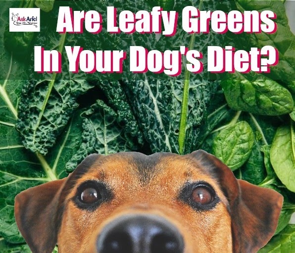 Are Dark Leafy Greens Good For Dogs? Holistic Vet and Pet Nutrition