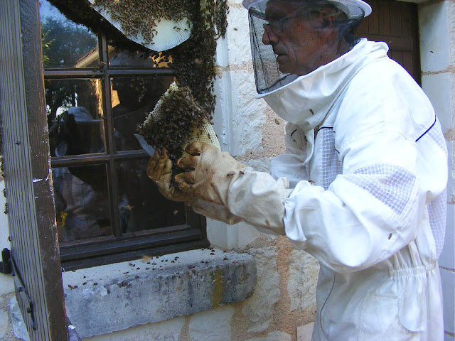 Rescuing a feral honey bee colony, Indre et Loire, France. Photo by Loire Valley Time Travel. Rescuing a feral honey bee colony, Indre et Loire, France. Photo by Loire Valley Time Travel.