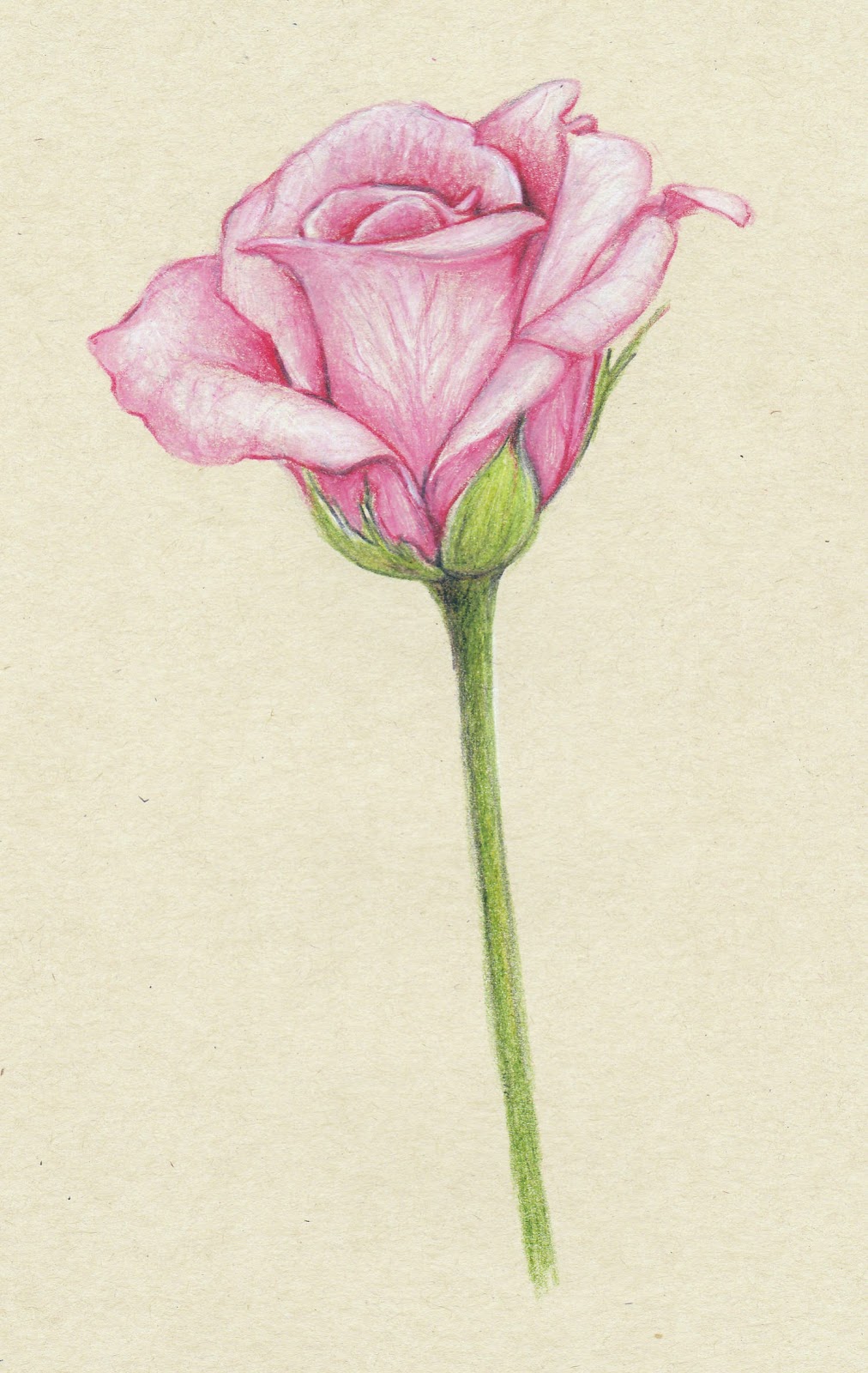 drawings-pink-roses