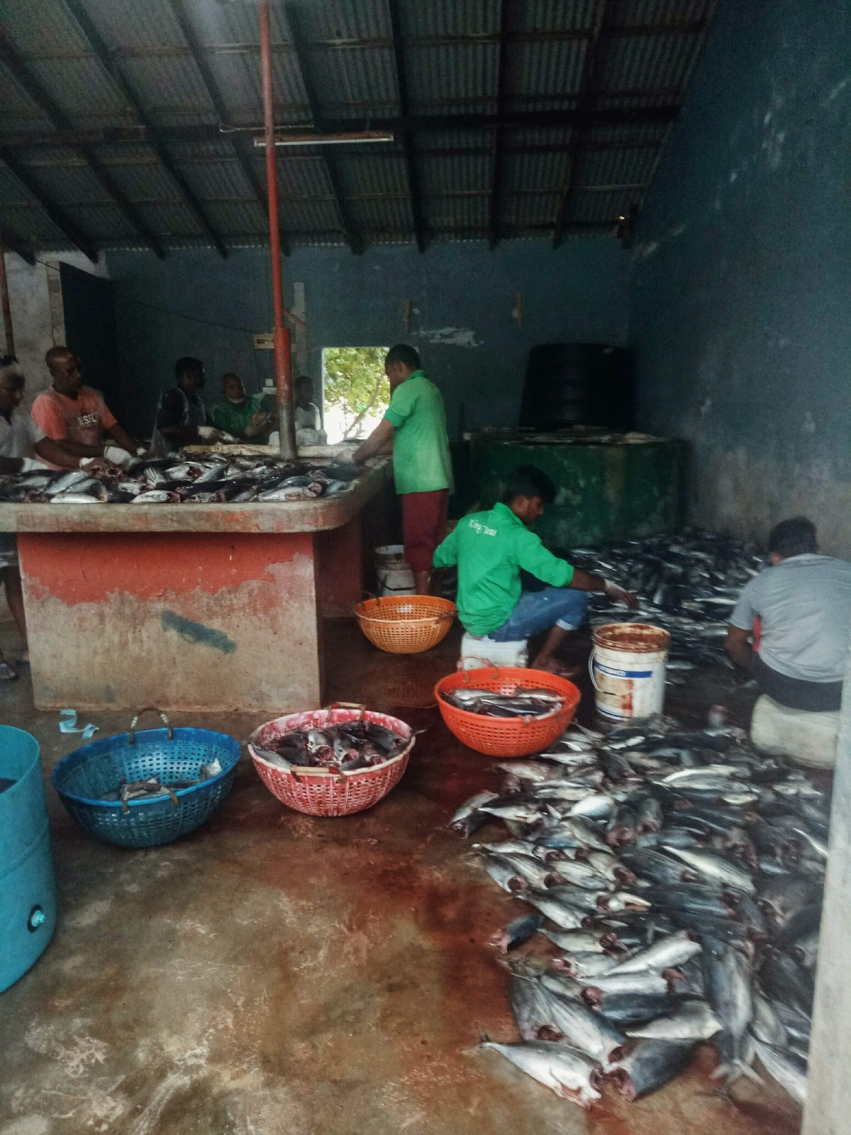 Thulusdhoo fish market Thulusdhoo fish market