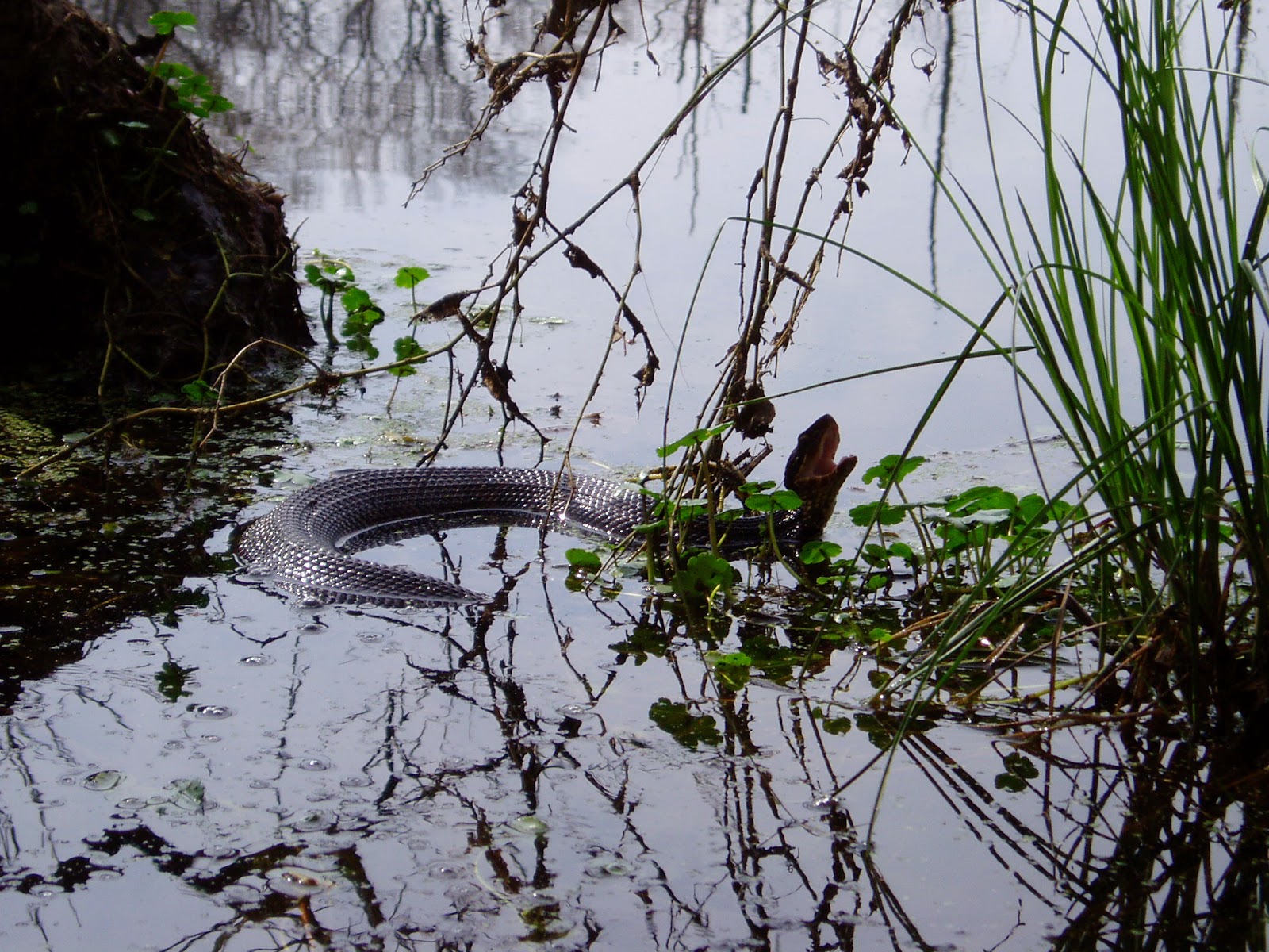 Illinois Botanizer The Venomous Snakes of Illinois