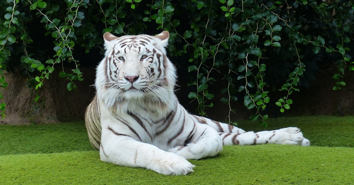 White Bengal Tiger Wallpaper