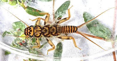 Aquatic Insects of Central Virginia: Eight Miles Apart, Two Different ...
