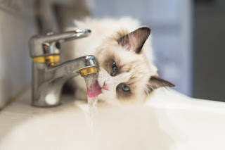 6 razones por las que los gatos beben del grifo y la ducha