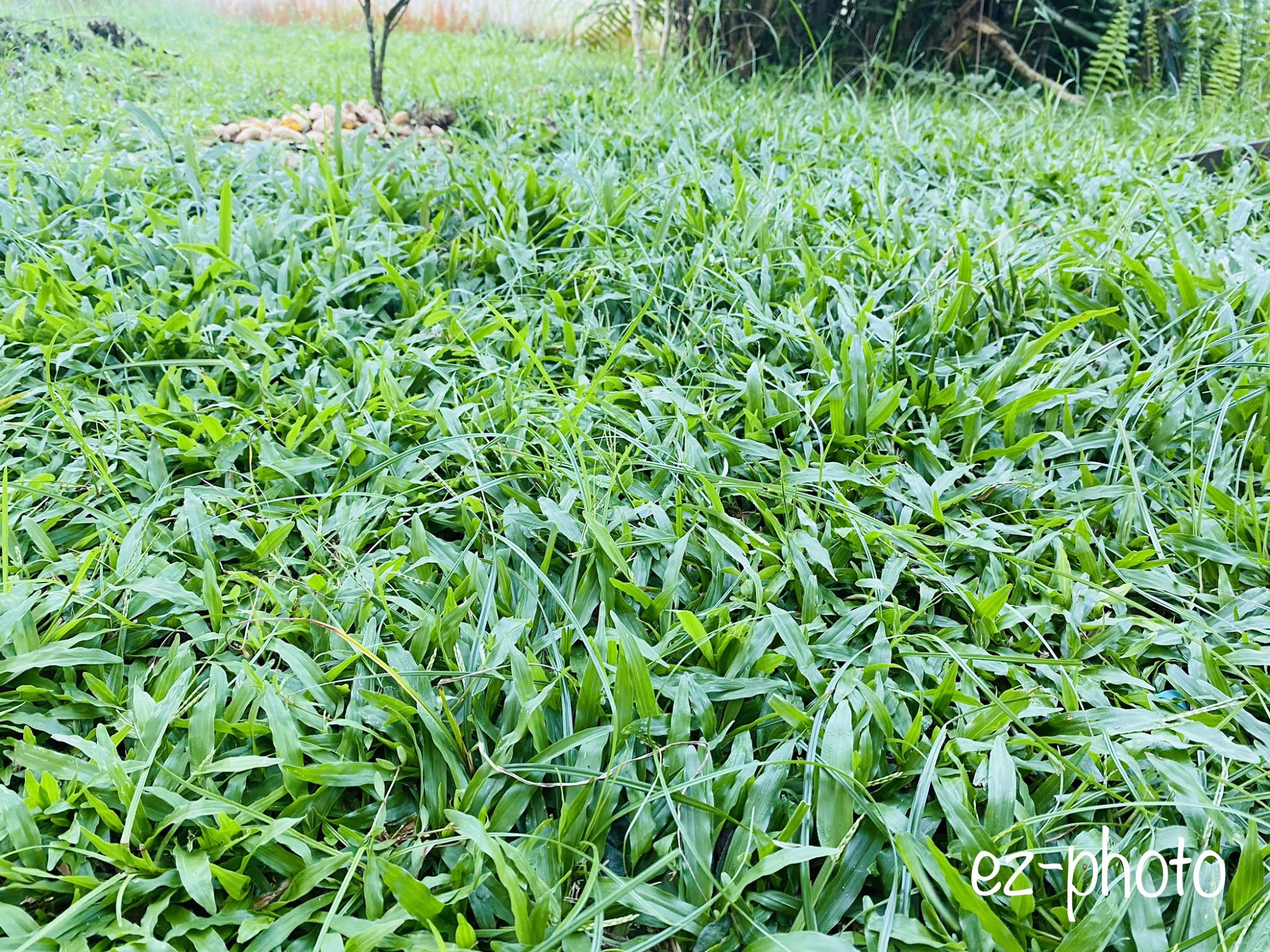 Beautiful Things In Life In my garden cow grass