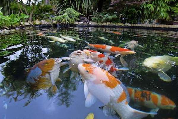 koi-pond-diseases-11.jpg