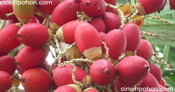 Manfaat Buah Palem Untuk Kesehatan Tubuh Manusia Ciriciripohon Com