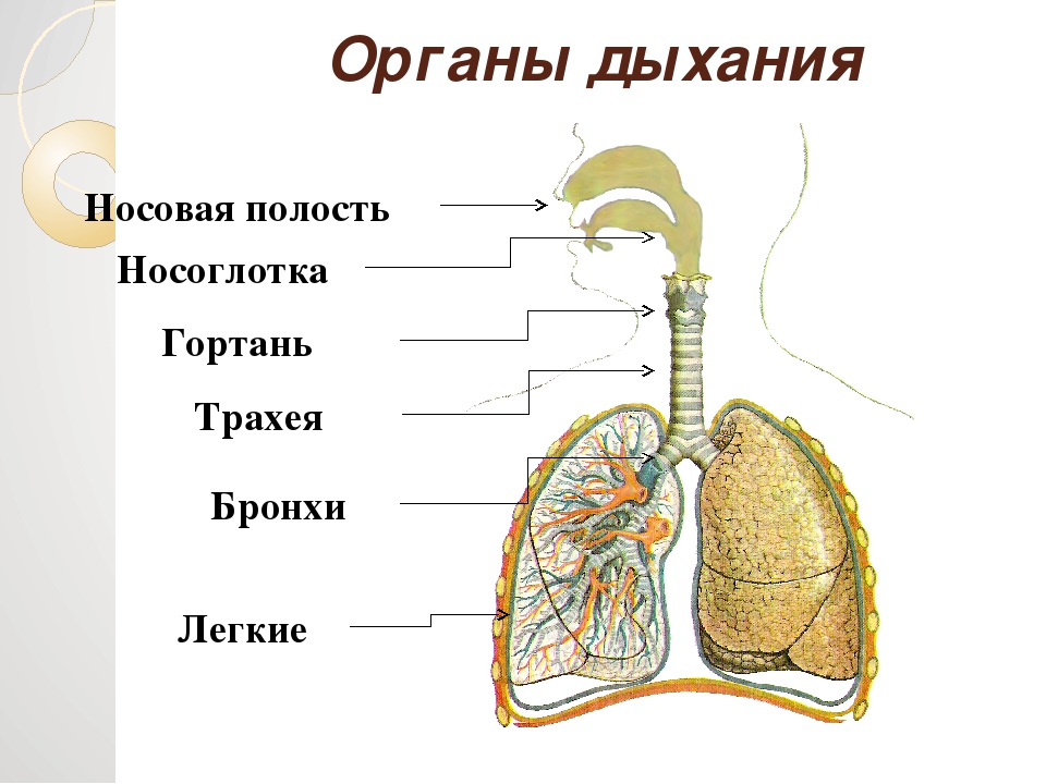 Соотнесите изображение органа дыхания с представителем класса. Гортань трахея бронхи строение. Дыхательная система трахея анатомия человека. Дыхательная система анатомия бронхи. Гороань трахеич бронэи.