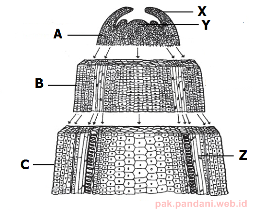 Rambut akar pada tumbuhan terdapat di zona