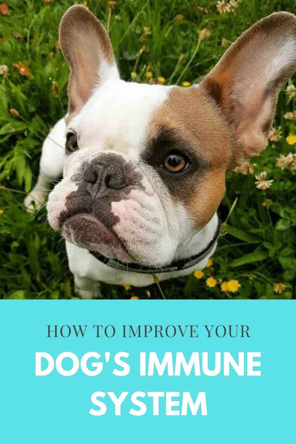 How To Improve Your Dog's Immune System