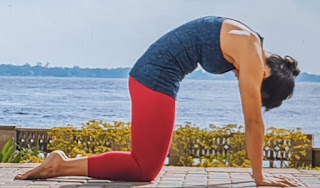 Yoga Kedi Pozu Nasıl yapılır Faydaları Nelerdir? Mayıs 2019