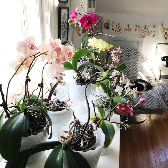 Anne Butera, My Giant Strawberry, artist studio, workspace, studio, houseplants, orchids