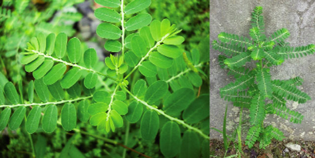 Cây thuốc nam cho tôm ăn