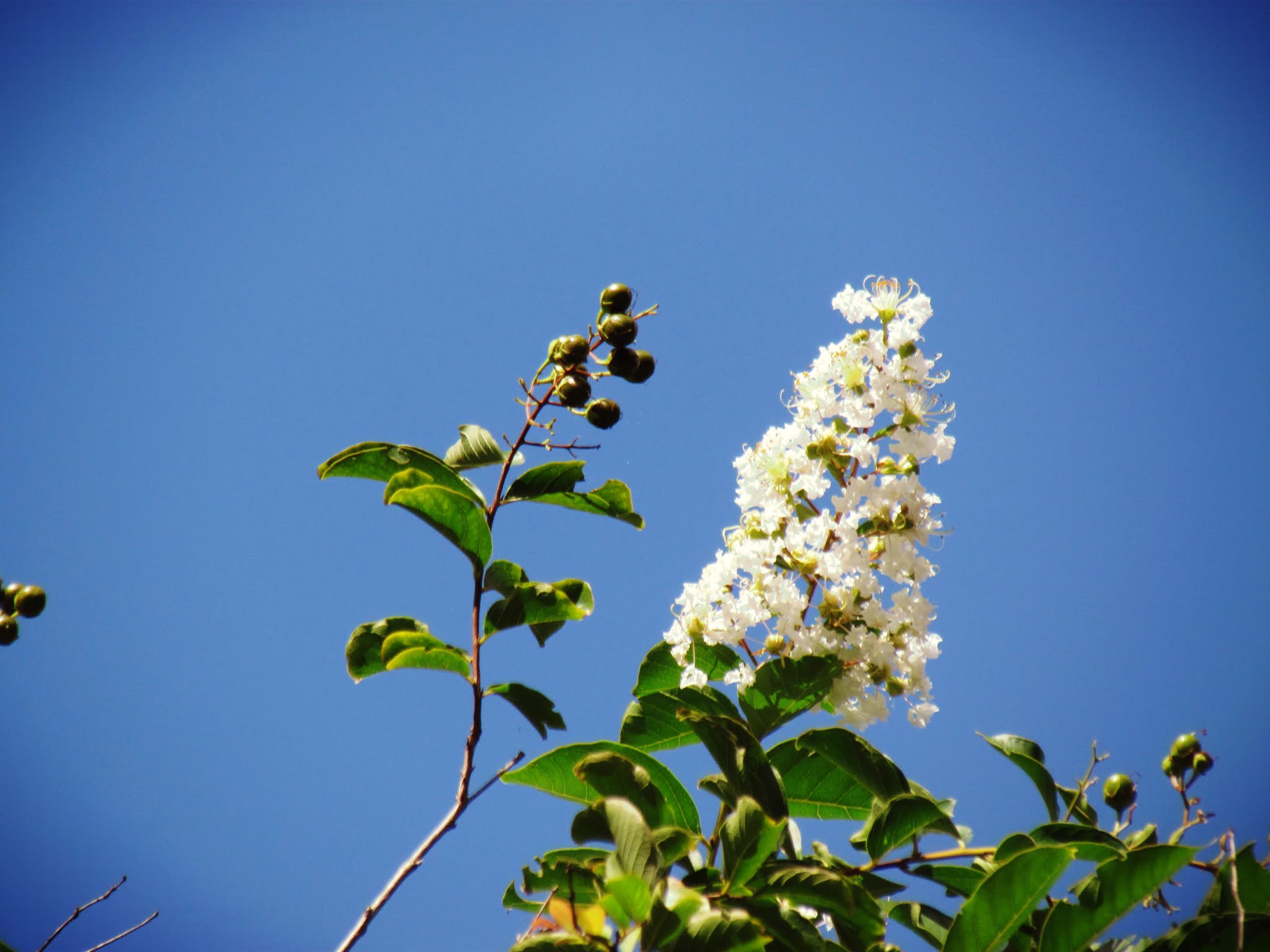 everyday laurali star