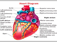 Parts Of The Heart Diagram Parts Of The Heart Diagram