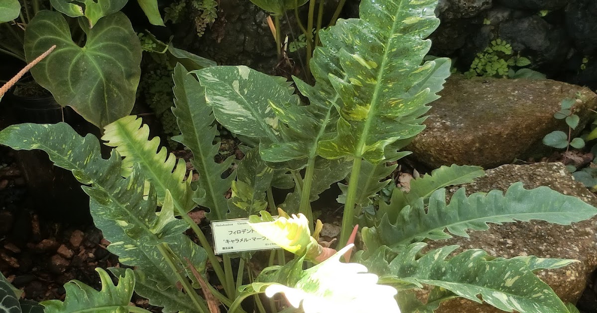 最高の品質の フィロデンドロンキャラメルマーブル econet.bi