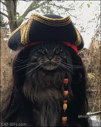 Funny Cat GIF • Purrates Of The Catibbean: purrfect catptain Jackat sparmeow Funny Cat GIF • Purrates Of The Catibbean: purrfect catptain Jackat sparmeow