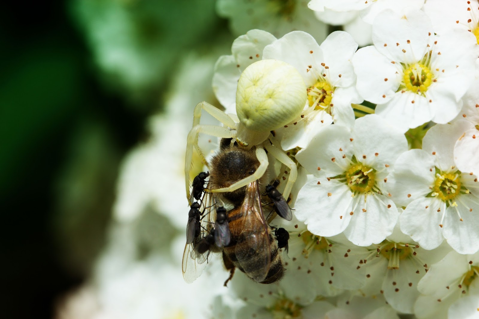 Оса ест паука. Паук шмель. Пчела стрекоза. Паук пчелка. Пауки едят пчел.