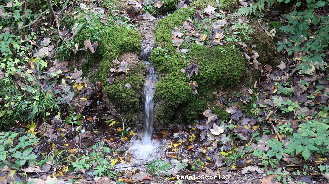 PedaloScor123: Baden im Wald - Erfahren