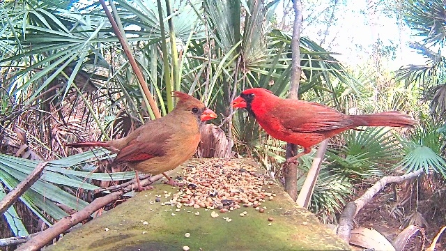 Northern Cardinals