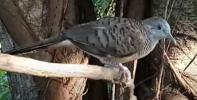 Ciri dan Mitos Perkutut Katuranggan Muncis Ciri dan Mitos Perkutut Katuranggan Muncis