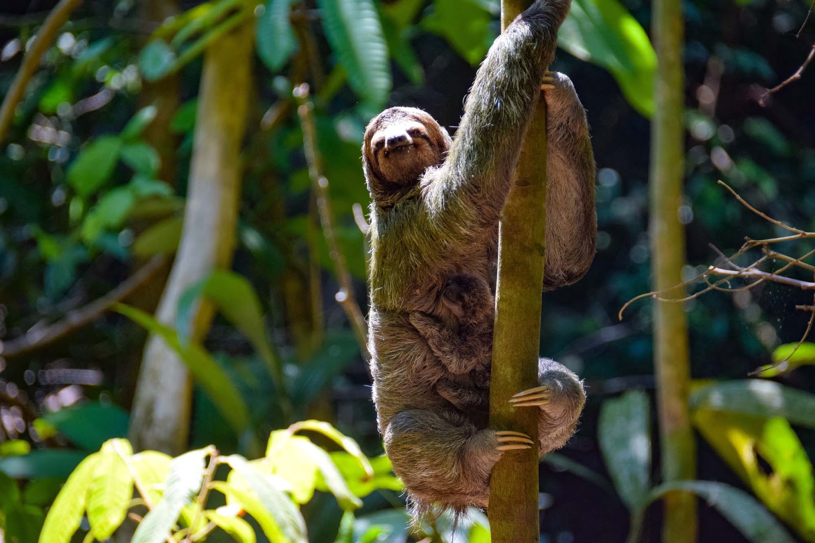 mother and baby sloth