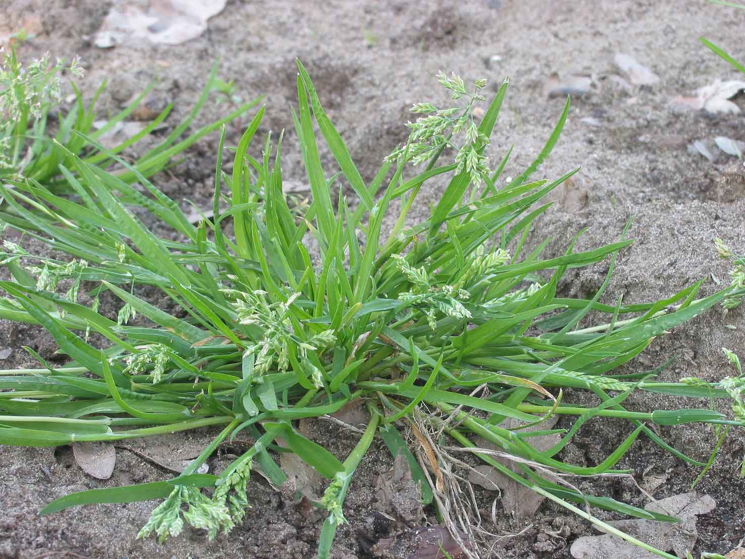 GoGardenNow The Gardening Blog FAQ How can I get rid of Poa annua