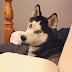 15 Reasons Why Huskies Are The Worst Dogs To Live With